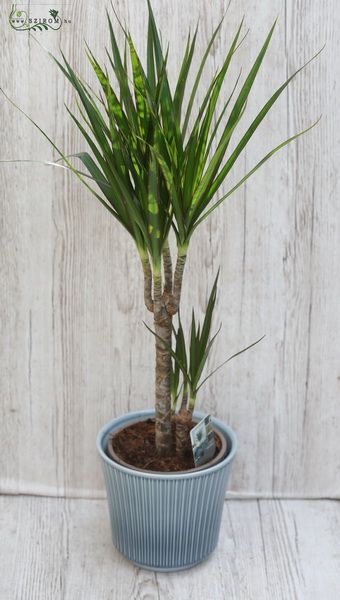 Dracena 75cm