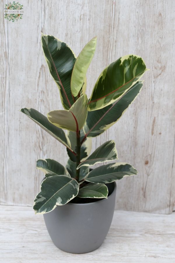 Ficus Elastica 35cm