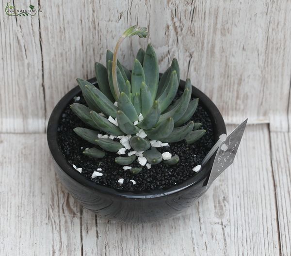 Succulent in ceramic pot 18cm