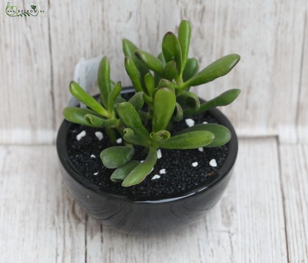 Succulent in ceramic pot 18cm