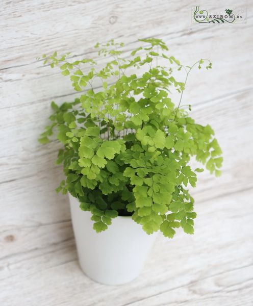 adiantum im Topf