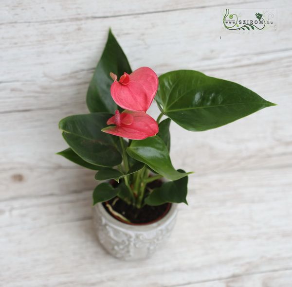 Kleine Anthurium im Topf