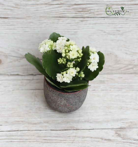 mini kalanchoe in pot