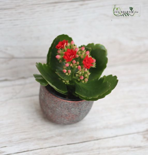 mini kalanchoe in deifferent color in pot