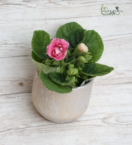 gloxinia különleges fémes fényű kaspóban