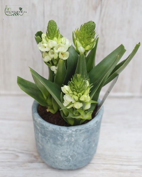 Ornithogalum mit Topf