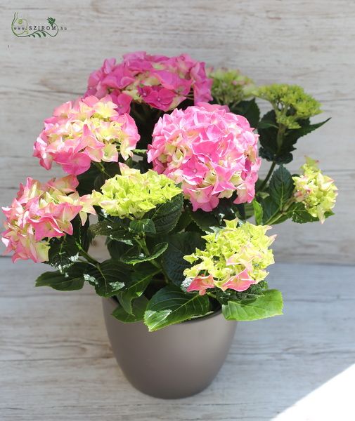 Hydrangea in pot (outdoors)