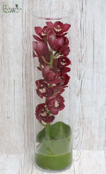 Orchid stem in big vase