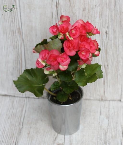 grosse Begonia im Topf in Verschiedenen Farben (30cm)