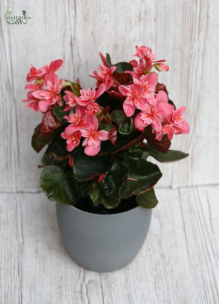 Begonia in pot