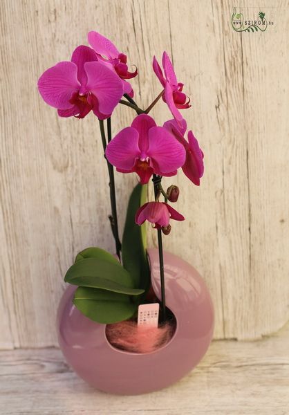 Bent phalaenopsis orchid in round pot