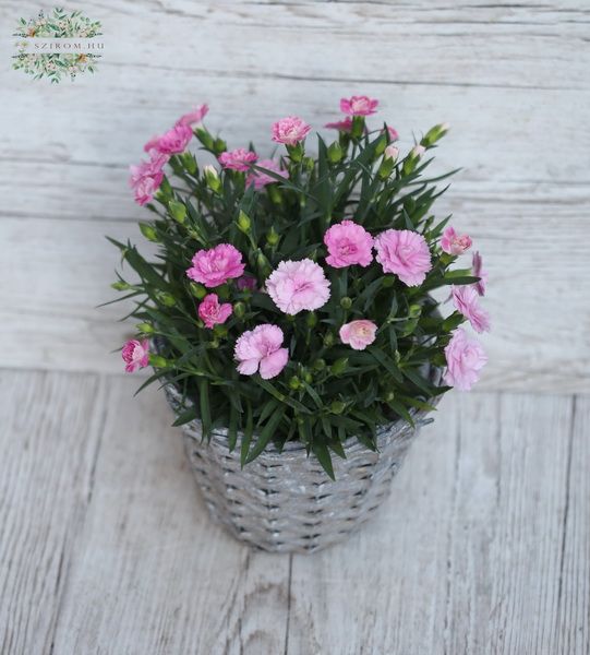 Carnation in pot (outdoors)