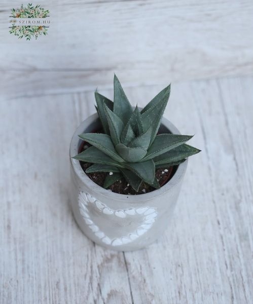 Haworthia