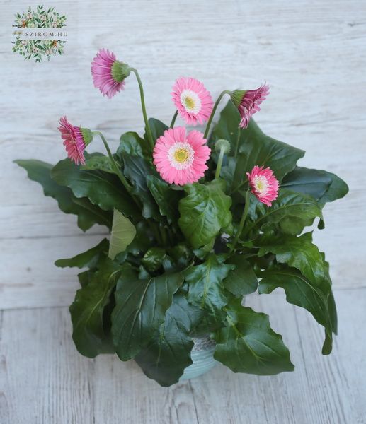 gerbera big