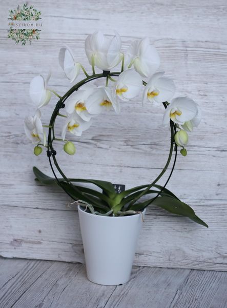 Phalaneopsis orchid round