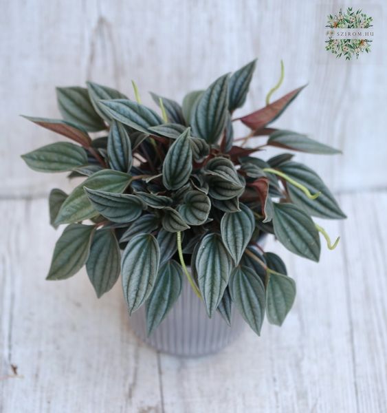 Peperomia  in pot