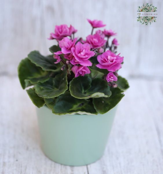 mini Saintpaulina in different colors, in pot