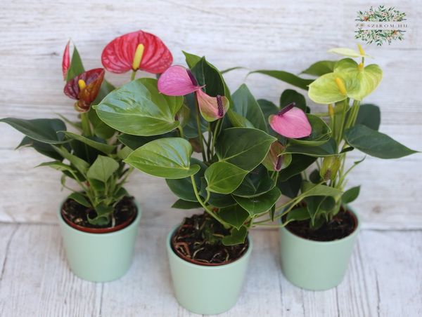 Mini anthurium többféle színben, kaspóval, 1 db