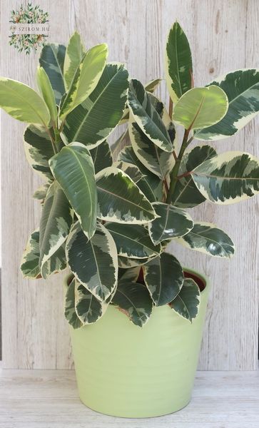 Nagy Ficus Elastica kaspóval , 85cm