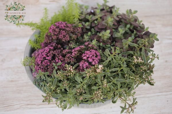 Plant arrangement for balcony