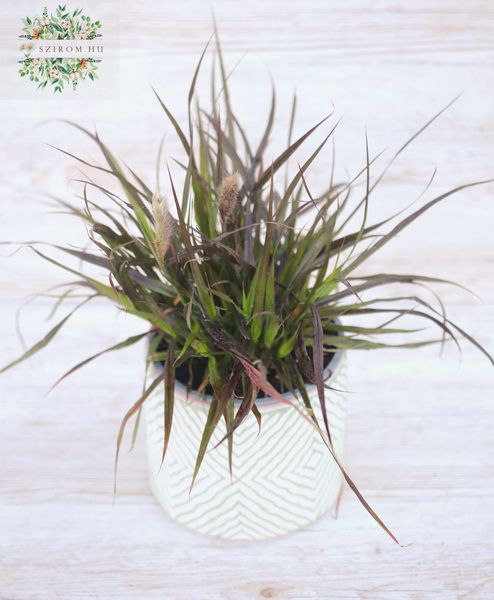 Ornamental grass in pot (outdoors)