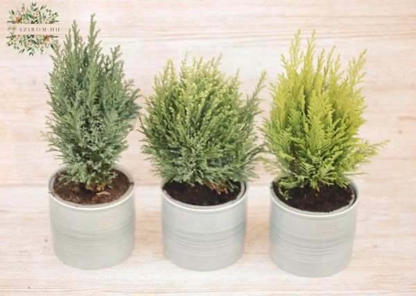 3 piece Chamaecyparises in pots (garden)