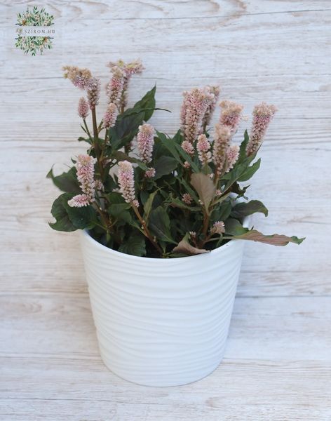 Pale pink Celosia in a Pot (balcony plant)