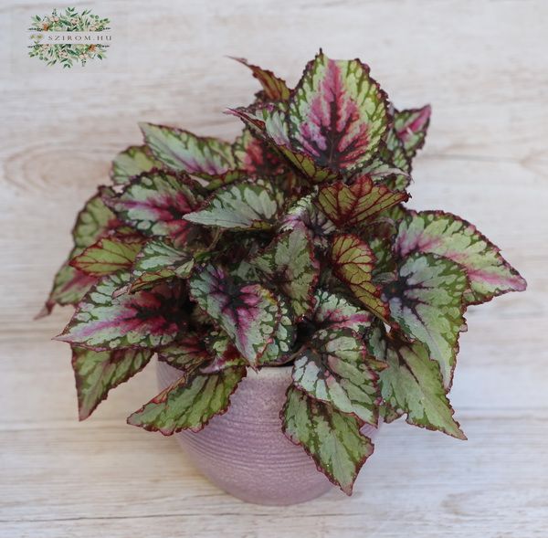 Begonia rex im Topf (Zimmerpflanze)