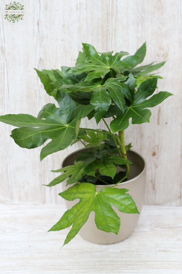 Aralia in pot 35cm