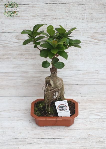 Ficus Ginseng Bonsai