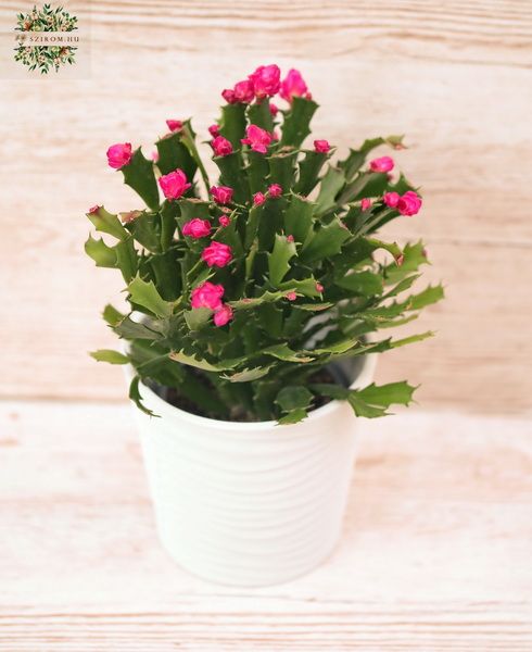 Schlumbergera in Pot