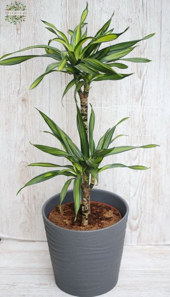 Dracena Riki mit Topf , mittelgross