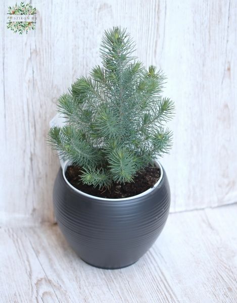 small pine with pot