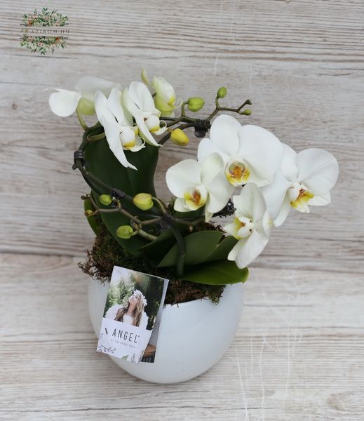 Kranz Phalaenopsis-Orchidee mit Topf, weißen oder rosa Blüten