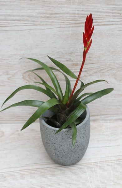 Small Bromelia