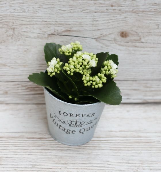 Small Calanchoe in pot