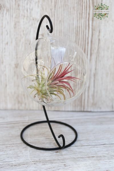 Függő üveges tillandsia