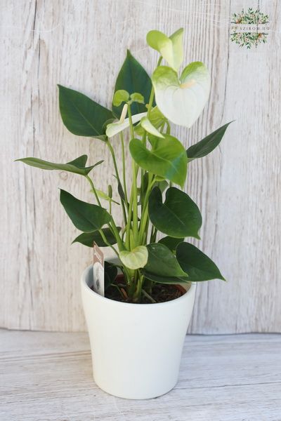 Anthurium in pot