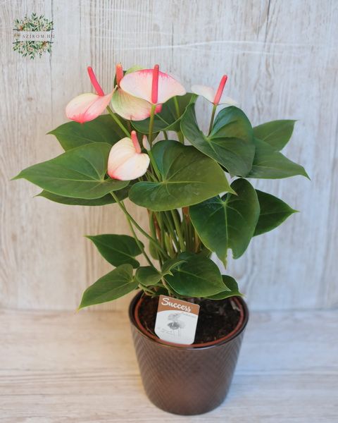 bicolor anthurium