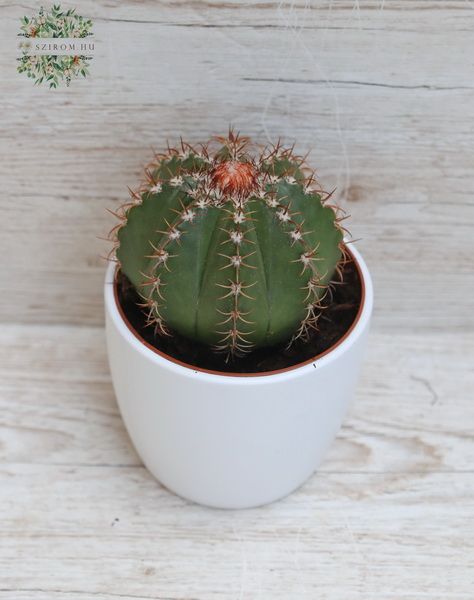 Melocactus kaspóban - szobanövény 