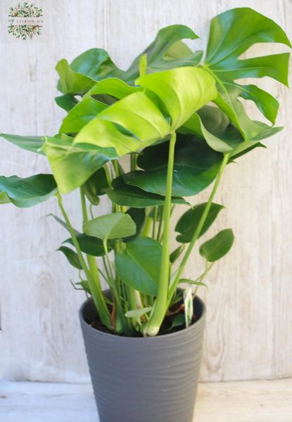 monstera 