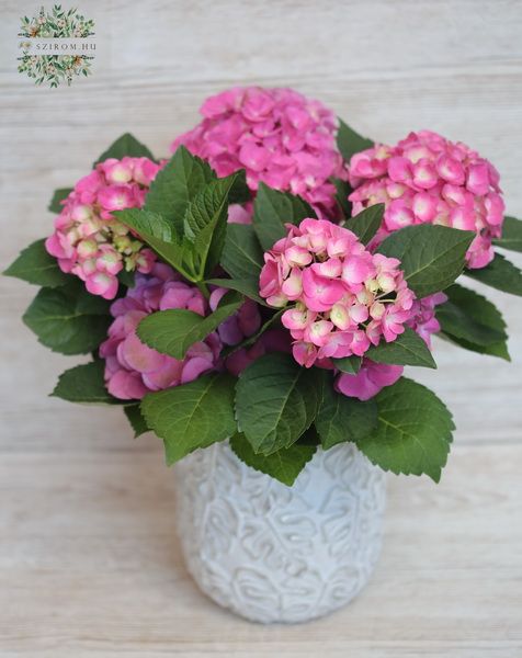 Pink hydrangea in a pot with - balcony plant