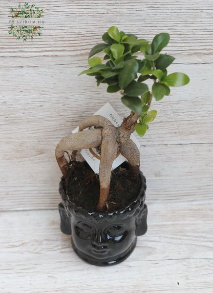 Ficus Ginseng mit Buddhatopf - Zimmerpflanze