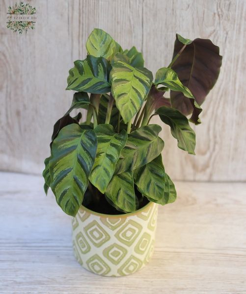 Calathea kaspóban - szobanövény