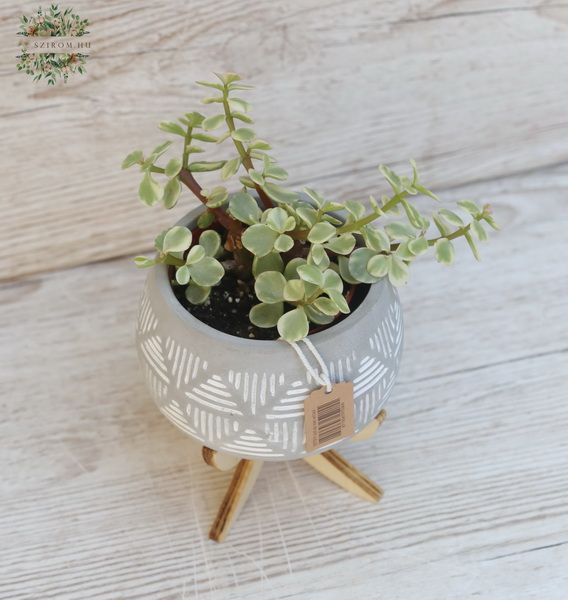 Succulent in pot with feet