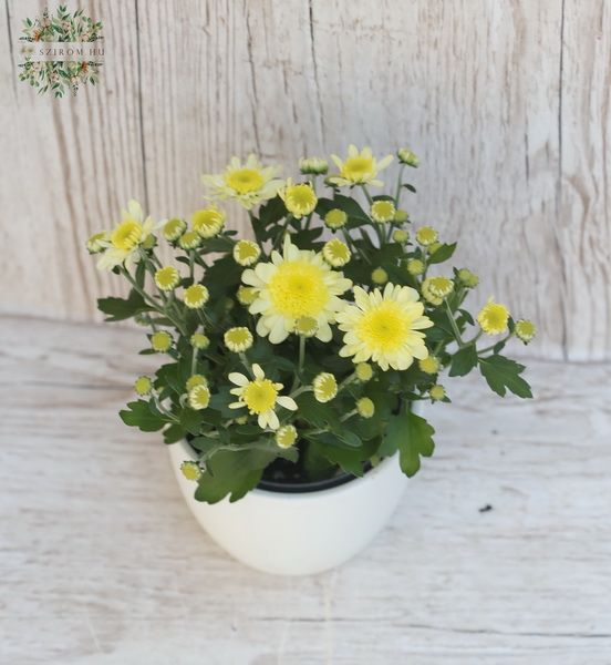 Mini chrysanthemum