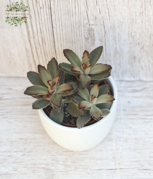 Kalanchoe Tomentosa