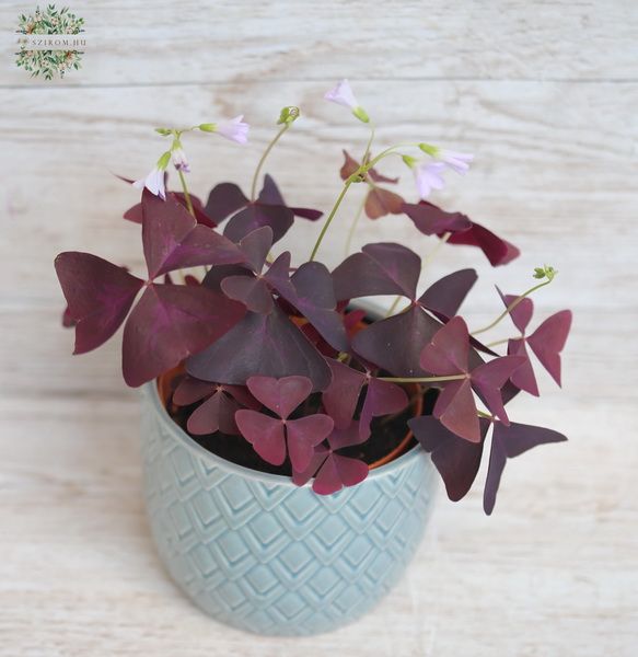 Oxalis