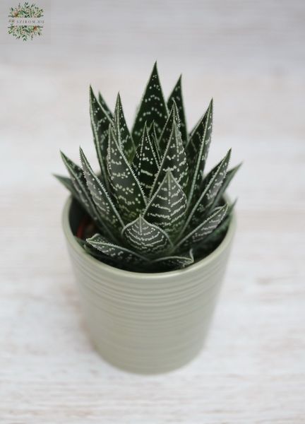 Aloe tiki tahi in pot