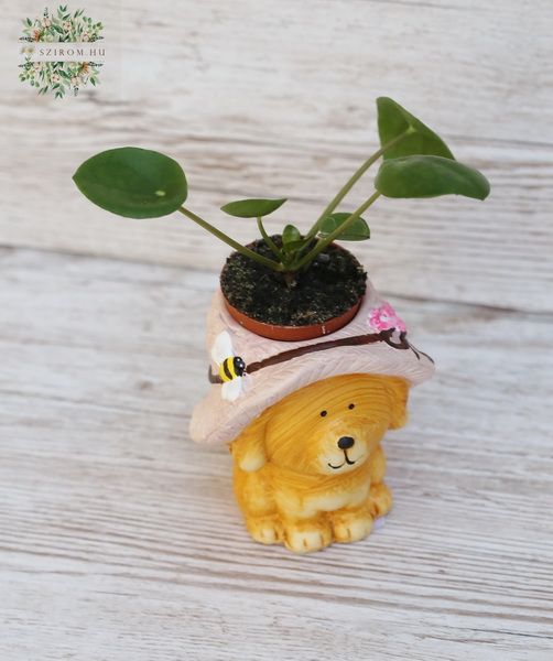 Pilea in dog pot